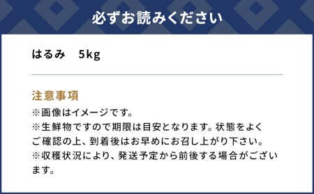 【先行予約】津久見のみかん はるみ 5kg ミカン 蜜柑 オレンジ 果実 旬のフルーツ 大分県産 九州産 津久見市 国産【tsu002901】