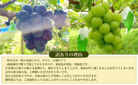 【数量限定】粒パック 訳あり シャインマスカット（約500g）&ナガノパープル（約500g） 計約1kg （各1パック）【2026年8月下旬-11月上旬発送開始予定】