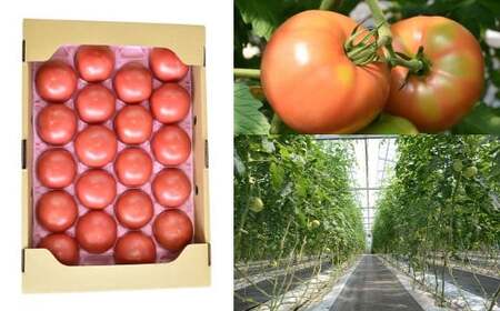 【2ヶ月定期便】 竹田市産 高原トマト 16個～28個 【2026年5月下旬-2027年1月上旬発送予定】