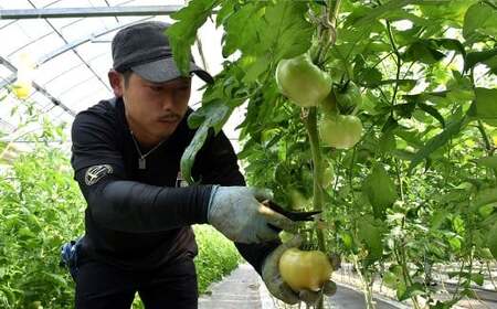 【2ヶ月定期便】 竹田市産 高原トマト 16個～28個 【2026年5月下旬-2027年1月上旬発送予定】