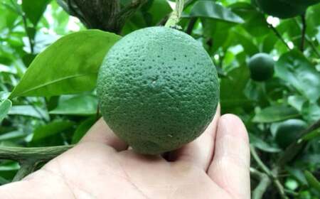 大分県産 有機かぼす果汁100% ［魔法の香り］ 180ml 12本セット