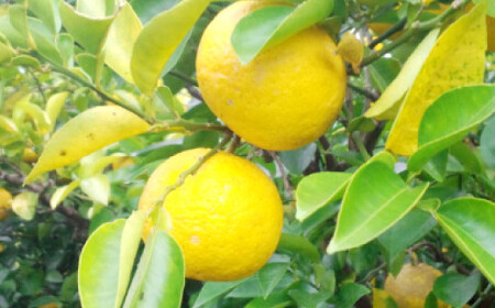 大分県産 有機かぼす果汁100% ［魔法の香り］ 500ml 6本セット