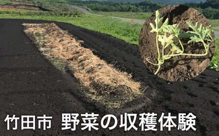 【1組5名まで】 ～自然豊かな久住高原で育った野菜の収穫体験～ 収穫お野菜のお土産付き！ 【体験期間：毎年7月下旬～9月下旬】