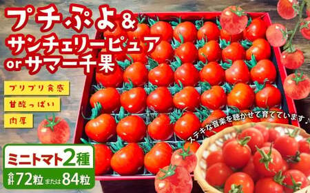 音楽を聴いて育った 「ミニトマト 2段 黒 ／ 赤 BOX」 （プチぷよ 30粒から42粒 ／ サンチェリーピュア もしくは サマー千果 42粒） 【2026年7月上旬～11月上旬順次発送予定】