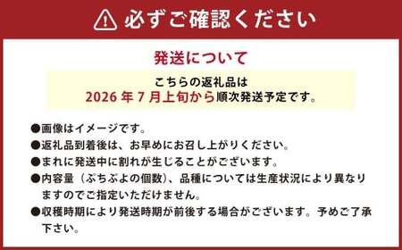 音楽を聴いて育った 「ミニトマト 2段 黒 ／ 赤 BOX」 （プチぷよ 30粒から42粒 ／ サンチェリーピュア もしくは サマー千果 42粒） 【2026年7月上旬～11月上旬順次発送予定】