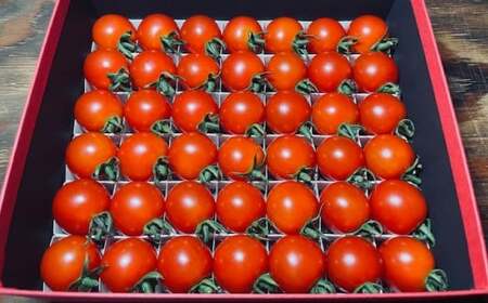 音楽を聴いて育った 「ミニトマト 2段 黒 ／ 赤 BOX」 （プチぷよ 30粒から42粒 ／ サンチェリーピュア もしくは サマー千果 42粒） 【2026年7月上旬～11月上旬順次発送予定】