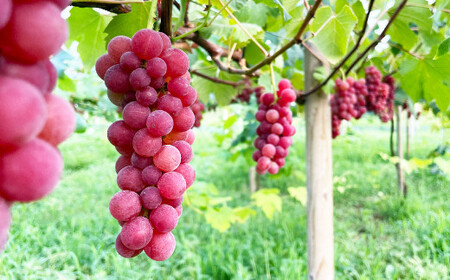 《orange》あらしぼりのとろっと濃厚、ストレートジュース 果汁100% 1本(500ml)