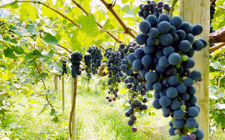 《orange》あらしぼりのとろっと濃厚、ストレートジュース 果汁100% 1本(500ml)