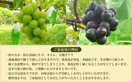 【数量限定】 粒パック 訳あり シャインマスカット （約500g） ＆ BKシードレス （約500g） 計約1kg （各1パック） 【2026年8月下旬～11月上旬発送開始予定】