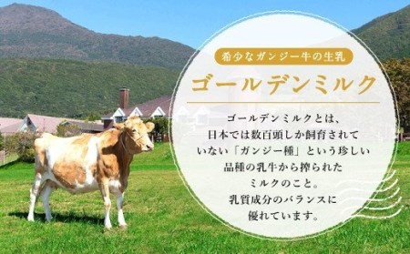 希少なガンジー牛の生乳100% ヨーグルト(加糖) 90g×24個セット