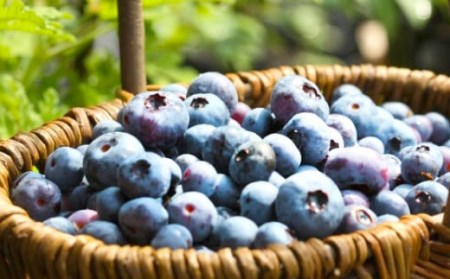 【お試しサイズ】久住高原 冷凍 ブルーベリー 500g 栽培期間中農薬不使用 手摘み 果物 フルーツ
