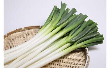 【先行予約】西日本有数の産地で育った白ネギ3kg | 豊後高田市 ネギ