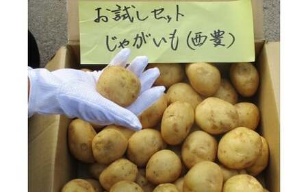 0C1-103A 有機JASじゃがいも(10kg/訳あり/S~Lサイズ)先行予約