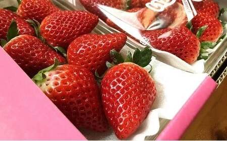 【先行予約】大分県ブランドいちご「ベリーツ」大粒(280g×2パック) | 豊後高田市 いちご