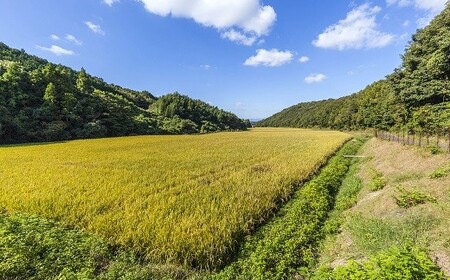 0C1-133 大分の山と谷が育てたヒヨクモチ（もち米・5kg）