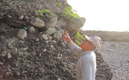 明日楽茶300g(お茶パック付)2個セット | 豊後高田市 お茶