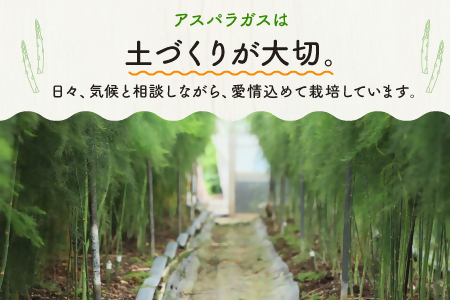 グリーンアスパラガス（800g）【5月中旬~6月配送】 アスパラ