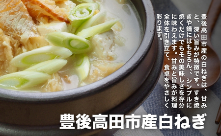 白ネギ3kg前後 新鮮・産地直送 長ネギ | 長ネギ 白ネギ