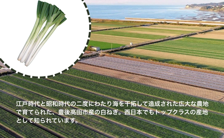 白ネギ3kg前後 新鮮・産地直送 長ネギ | 長ネギ 白ネギ