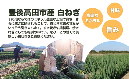 白ネギ3kg前後 新鮮・産地直送 長ネギ | 長ネギ 白ネギ