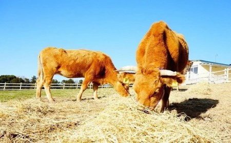 【草地和牛】レトルト牛丼(1人前140g)6個入|豊後高田市 牛丼