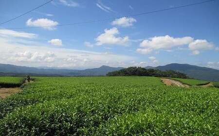 (スピード発送)お茶 かわいいパッケージ粉末スティック(17本×3袋)|お茶