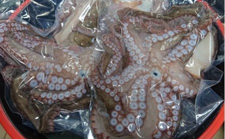 船上活締め！！生真ダコ丸ごと(1~4匹)【下処理済】 | 豊後高田市 タコ 蛸 たこ