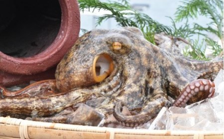 船上活締め！！生真ダコ丸ごと(1~4匹)【下処理済】 | 豊後高田市 タコ 蛸 たこ
