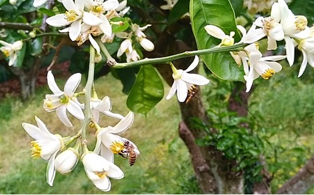 【先行予約】かぼす(2kg) | 豊後高田市 かぼす
