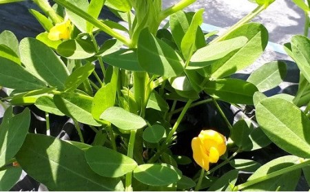 【先行予約】有機栽培で育てたこだわりの大粒落花生(おおまさり)2kg|豊後高田市 落花生