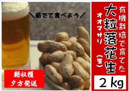 【先行予約】有機栽培で育てたこだわりの大粒落花生(おおまさり)2kg|豊後高田市 落花生