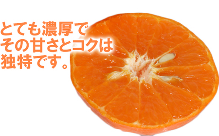 木戸農園のアンコール 約4kg（秀品） 果物 数量限定 期間限定 九州 ＜113-003_5＞