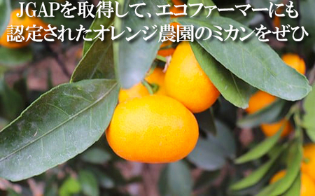 オレンジ農園のハウスみかん 約2kg 果物 期間限定 数量限定 ＜114-002＞