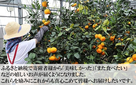 オレンジ農園のハウスみかん 約2kg＜114-002_6＞