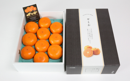 せとか 約3kg（化粧箱入） ／ ミカン みかん 蜜柑 柑橘類 せとか 3kg 先行予約 フルーツ ＜132-007＞