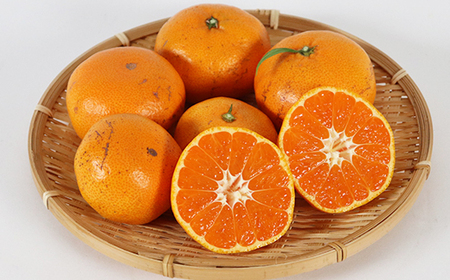 【訳あり品】森農園の温州みかん 尾崎 9kg＋傷み補償分200g ／ ミカン みかん 蜜柑 柑橘 9kg 柑橘類 訳あり フルーツ 温州みかん 12月 12月発送 12月配送 年内発送 年内配送 ＜162-001＞