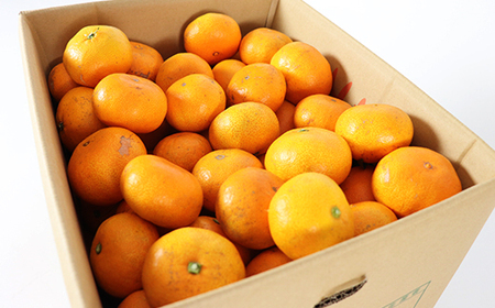 【訳あり品】森農園の温州みかん 尾崎 9kg＋傷み補償分200g ／ ミカン みかん 蜜柑 柑橘 9kg 柑橘類 訳あり フルーツ 温州みかん 12月 12月発送 12月配送 年内発送 年内配送 ＜162-001＞