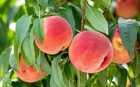 つぶらなモモ 30本 190g / つぶらな つぶらなモモ ジュース 清涼飲料水 人気 子供 おすすめ 果汁飲料 ご当地ジュース もも モモ 桃 ももジュース モモジュース 桃ジュース 飲料 30本 詰めあわせ ギフト プレゼント セット 贈答 家庭用 JAフーズおおいた <131-106>