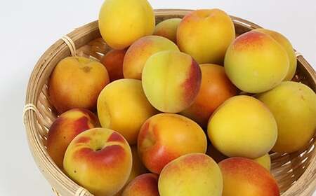 ひらそ農園の完熟梅 5kg 梅 南高梅 完熟梅 梅干し 梅干 梅干し用 梅酒  梅シロップ 梅ジャム 5キロ 数量限定 先行予約 6月 ＜004-009＞