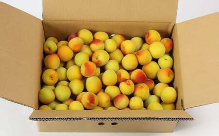 ひらそ農園の完熟梅 5kg 梅 南高梅 完熟梅 梅干し 梅干 梅干し用 梅酒  梅シロップ 梅ジャム 5キロ 数量限定 先行予約 6月 ＜004-009＞