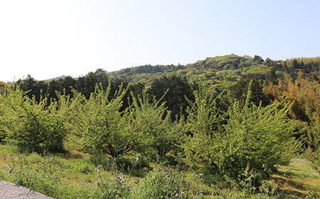 森農園の完熟梅(南高梅) 5kg 梅 南高梅 完熟梅 梅干し 梅干 梅干し用 梅酒  梅シロップ 梅ジャム 5キロ 数量限定 先行予約 6月 ＜162-003＞