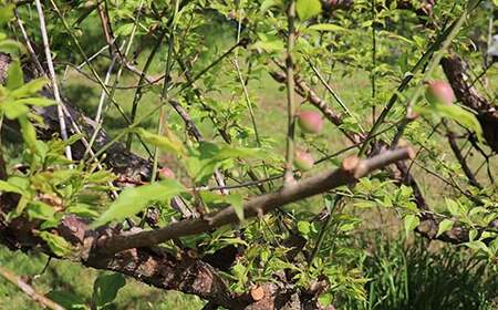 森農園の完熟梅(南高梅) 5kg 梅 南高梅 完熟梅 梅干し 梅干 梅干し用 梅酒  梅シロップ 梅ジャム 5キロ 数量限定 先行予約 6月 ＜162-003＞