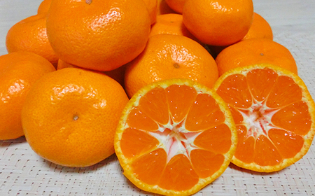 高糖系温州みかん 木戸農園の青島 約5kg （秀品） 果物 数量限定 期間限定 九州 ＜113-019＞