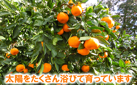 高糖系温州みかん 木戸農園の青島 約5kg （秀品） 果物 数量限定 期間限定 九州 ＜113-019＞