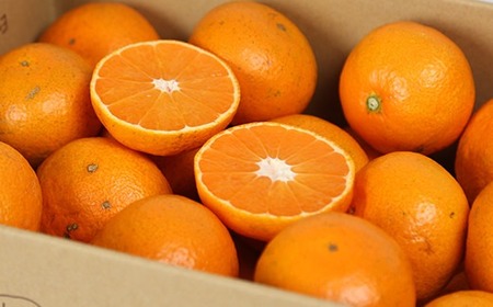 【訳あり品】リトルフルーツファームの温州みかん 約2.5kg / ミカン みかん 蜜柑 柑橘類 訳あり 先行予約 2.5kg 温州みかん フルーツ 果物 <116-021>