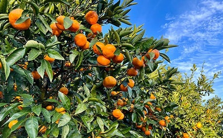 【訳あり品】リトルフルーツファームの温州みかん 約2.5kg / ミカン みかん 蜜柑 柑橘類 訳あり 先行予約 2.5kg 温州みかん フルーツ 果物 <116-021>