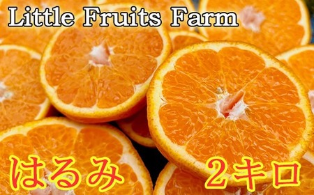 【訳あり品】リトルフルーツファームのはるみ 約2kg みかん 柑橘類 訳あり 2kg 先行予約 2月 3月 はるみ フルーツ 果物 ＜116-031＞