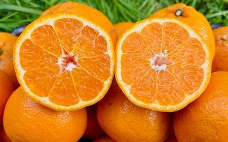 【訳あり品】リトルフルーツファームのはるみ 約2kg みかん 柑橘類 訳あり 2kg 先行予約 2月 3月 はるみ フルーツ 果物 ＜116-031＞