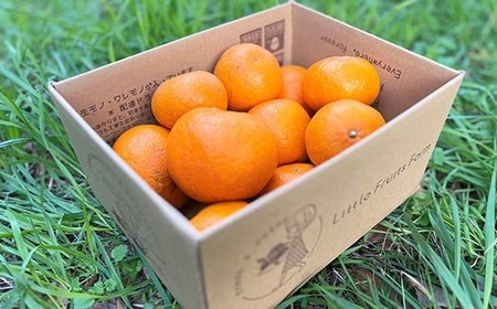 【訳あり品】リトルフルーツファームのはるみ 約2kg みかん 柑橘類 訳あり 2kg 先行予約 2月 3月 はるみ フルーツ 果物 ＜116-031＞