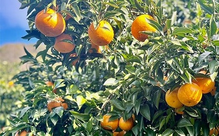 【訳あり品】リトルフルーツファームのはるみ 約2kg みかん 柑橘類 訳あり 2kg 先行予約 2月 3月 はるみ フルーツ 果物 ＜116-031＞